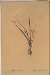 Hypoxis luzulaefolia