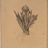 Iris pumila floribus cæruleis