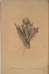 Iris pumila floribus cæruleis
