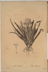 Iris lutescens