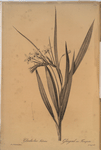 Gladiolus tubatus