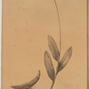 Allium victorialis