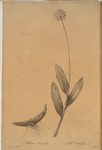 Allium victorialis