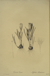 Crocus vernus