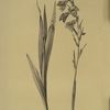 Gladiolus communis