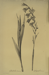 Gladiolus communis