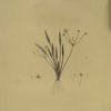 Alisma ranunculo'ides