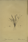Alisma ranunculo'ides