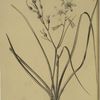 Anthericum Liliago