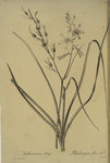 Anthericum Liliago