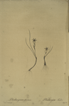Phalangium serotinum