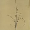 Allium lusitanicum