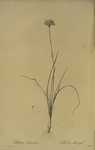 Allium lusitanicum