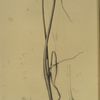 Allium palens