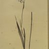 Gladiolus hirsutus