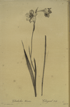 Gladiolus hirsutus