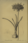 Amaryllis curvifolia