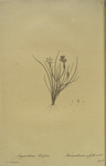 Sisyrinchium tenuifolium