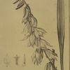 Yucca filamentosa