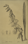 Yucca filamentosa