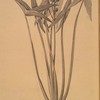 Yucca filamentosa