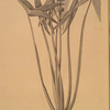 Sagittaria sagittifolia