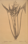 Sagittaria sagittifolia