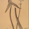 Sagittaria sagittifolia