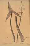 Sagittaria sagittifolia