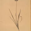 Allium angulosum