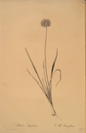 Allium angulosum