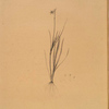 Sisyrinchium gramineum