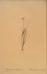 Sisyrinchium gramineum