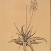 Anthericum alooides