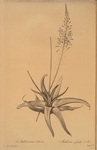 Anthericum alooides