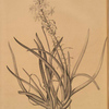 Anthericum frutescens