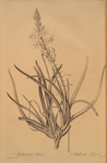 Anthericum frutescens