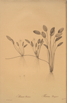 Alisma natans