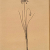 Allium bisulcum