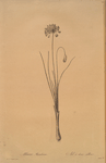 Allium bisulcum