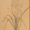 Phalangium ramosum