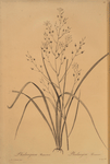 Phalangium ramosum