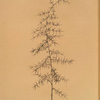 Asparagus horridus