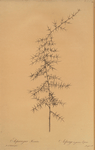 Asparagus horridus