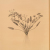 Alisma Damasonium