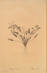 Alisma Damasonium