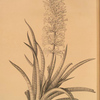Sansevieria zeylanica