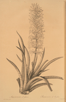 Sansevieria zeylanica