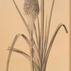 Tritoma uvaria
