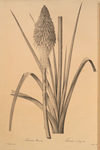 Tritoma uvaria